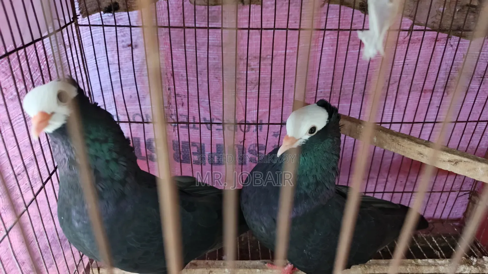 Mukkhi female pigeon for sale