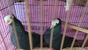 Mukkhi female pigeon for sale