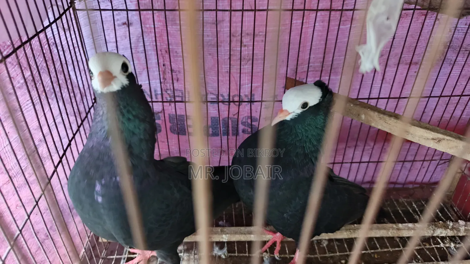 Mukkhi female pigeon for sale