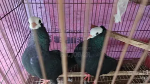 Mukkhi female pigeon for sale