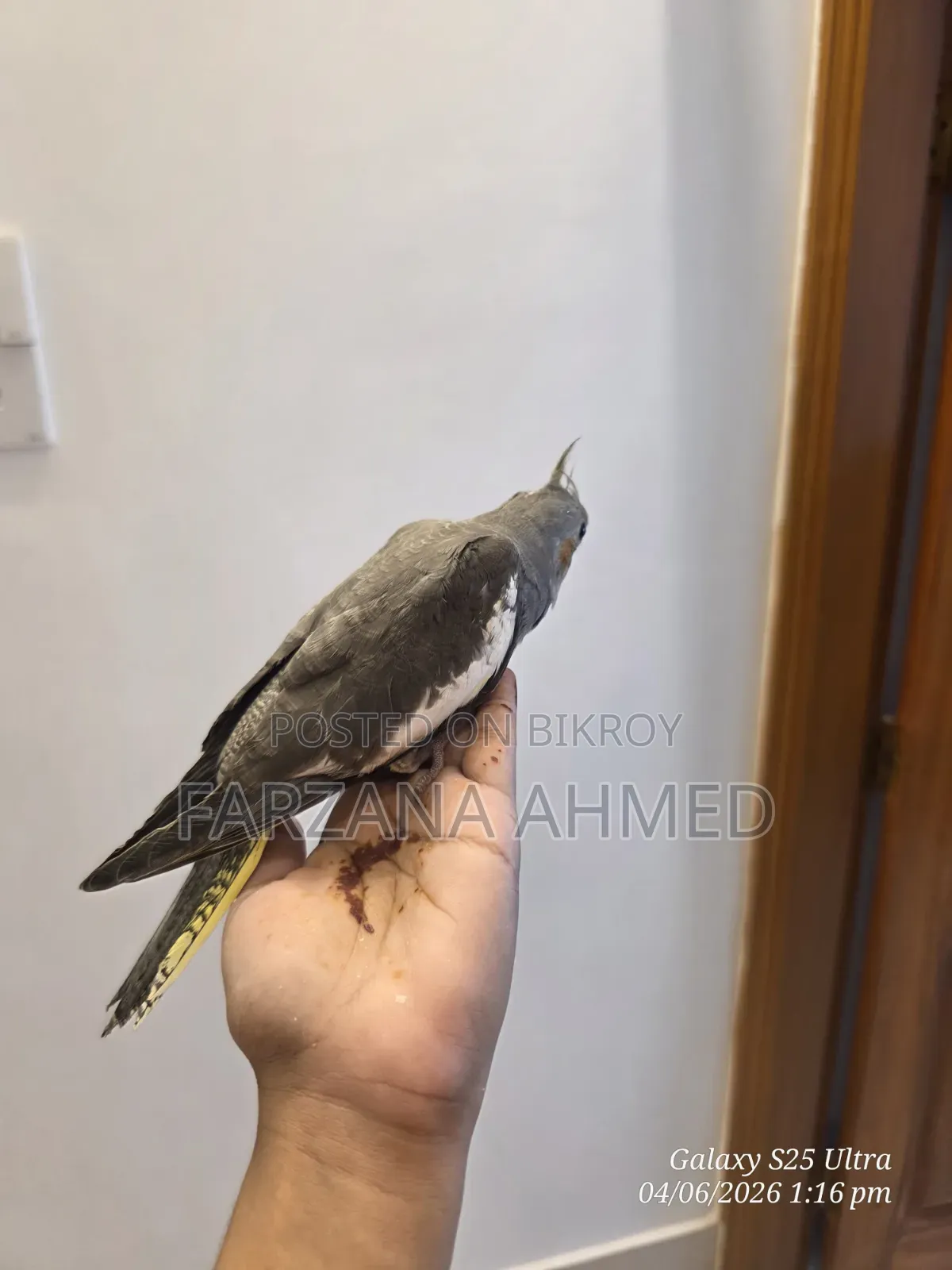 ককাটেল বেবি