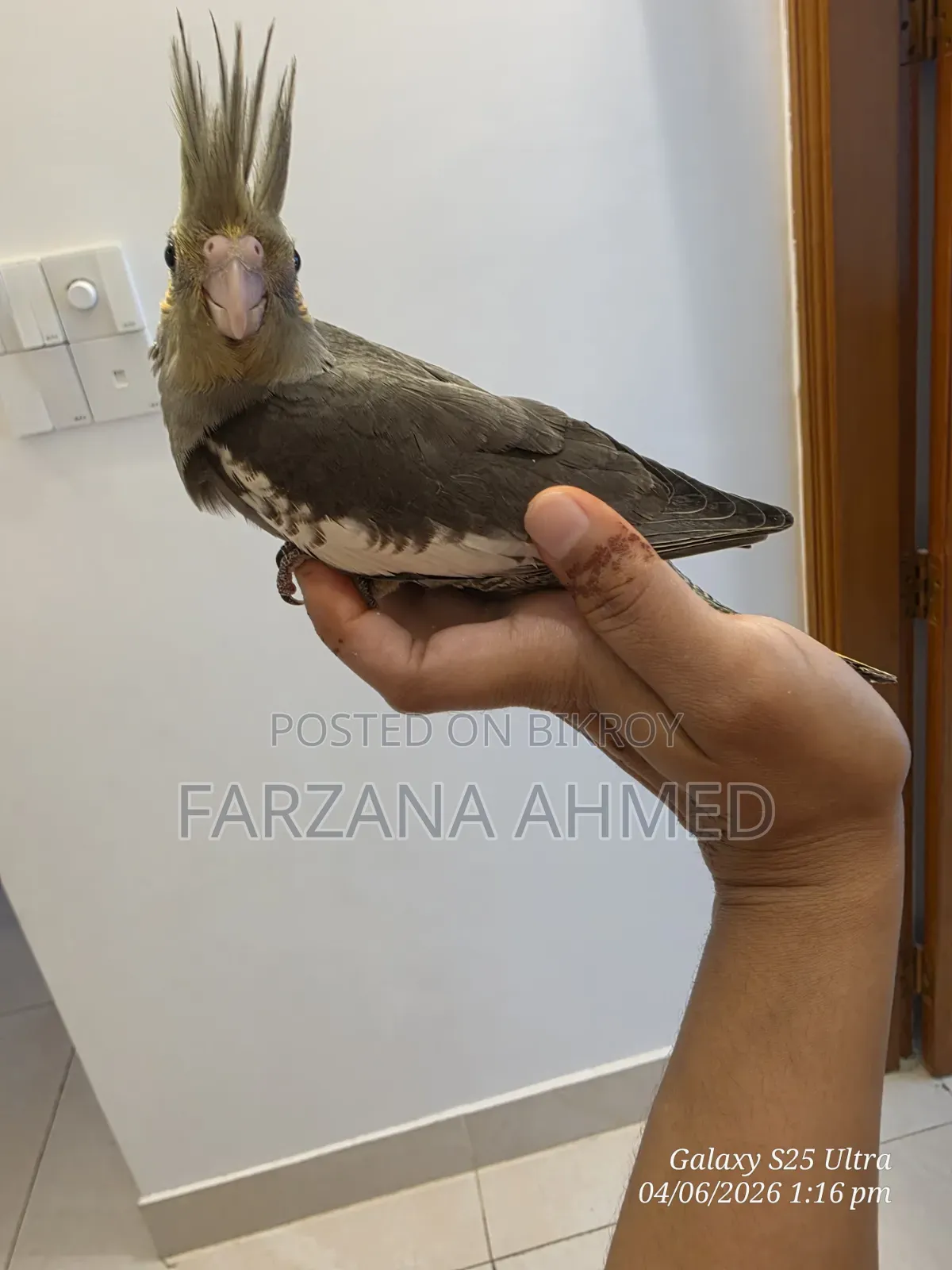 ককাটেল বেবি