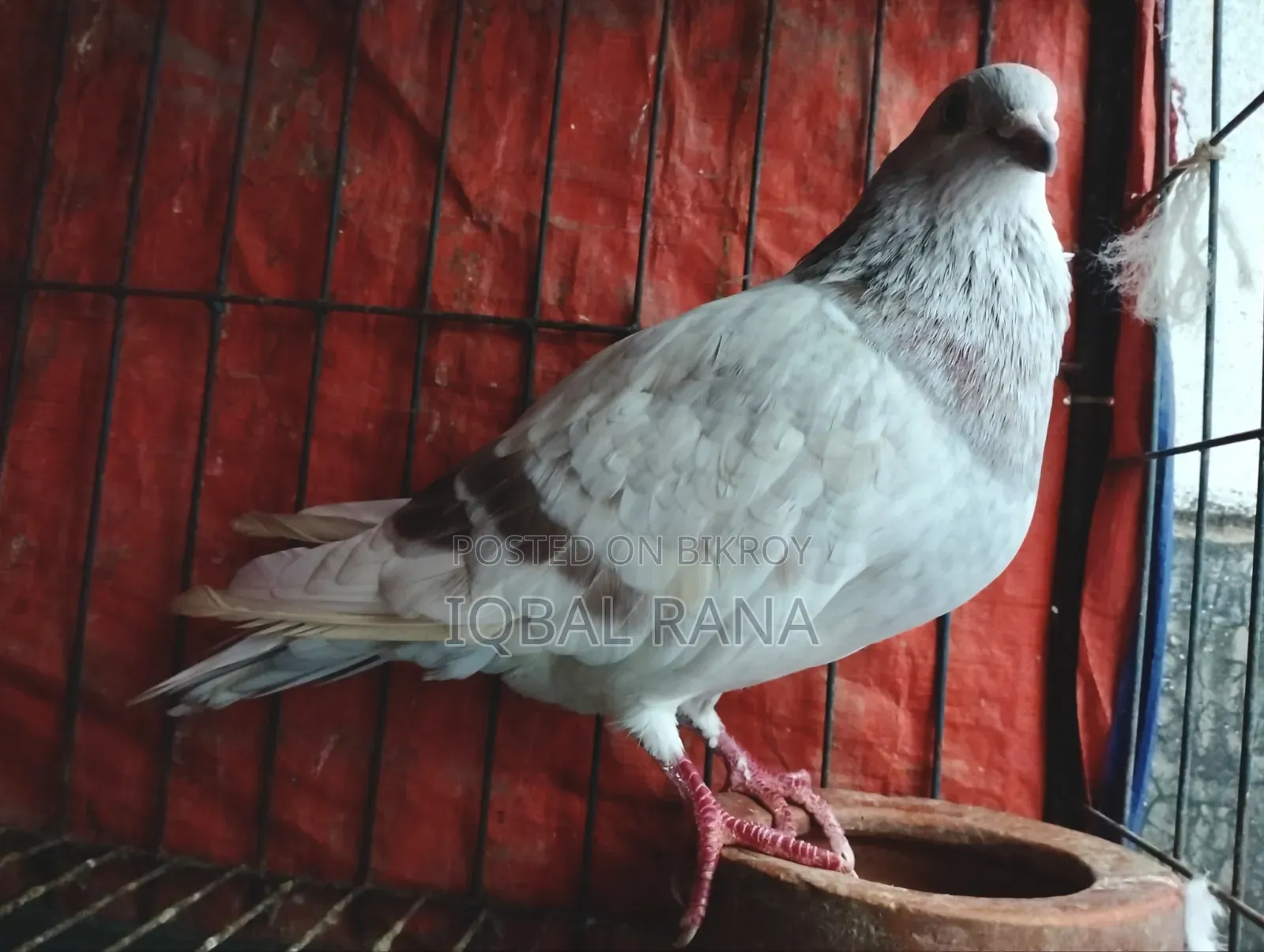 Mili Racer pigeons for sale
