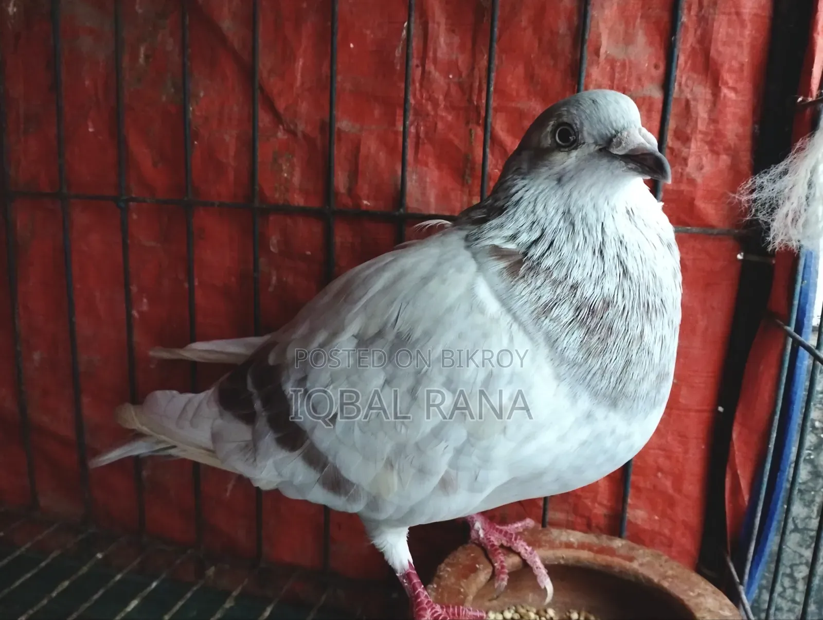 Mili Racer pigeons for sale