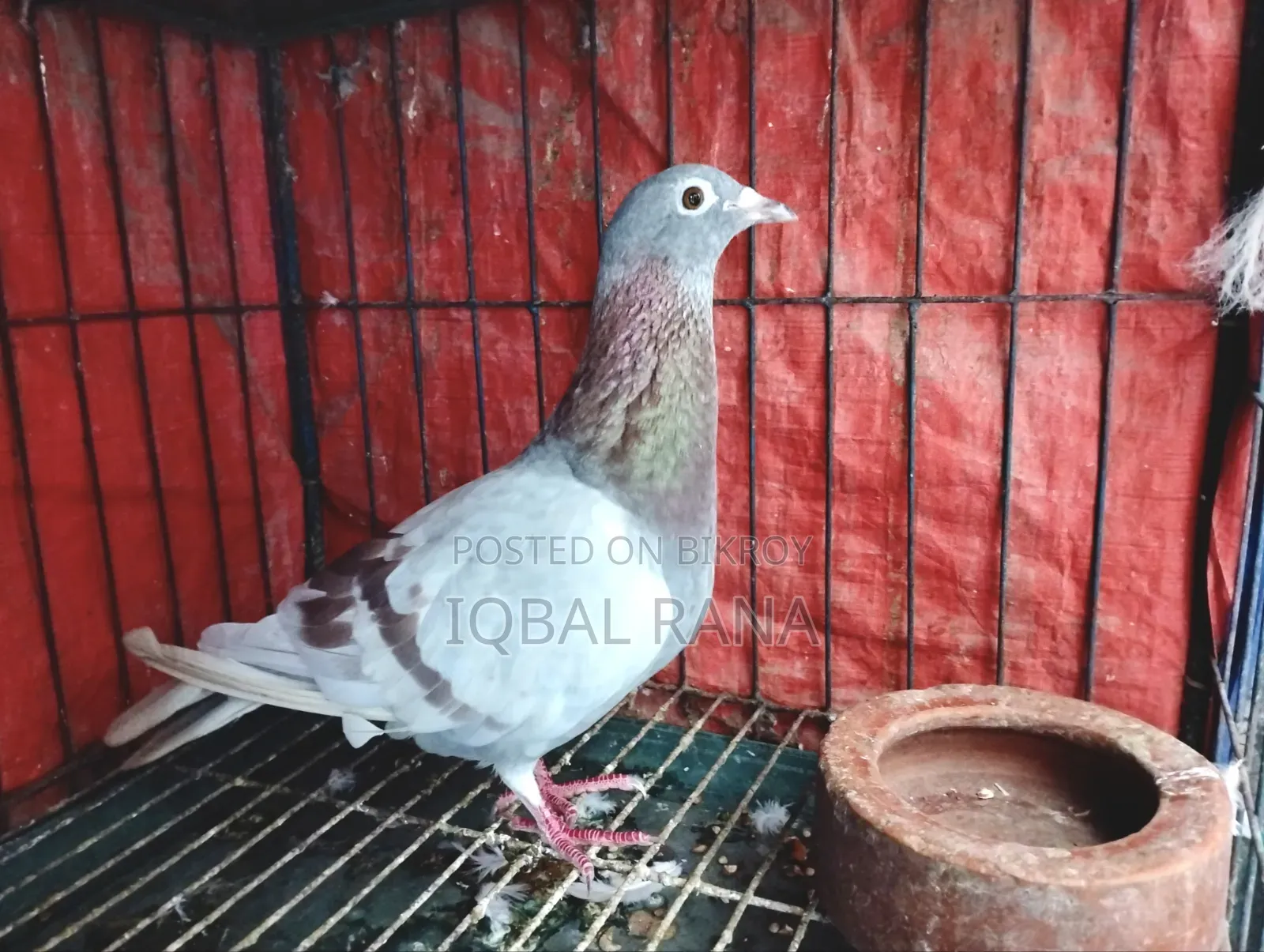 Mili Racer pigeons for sale