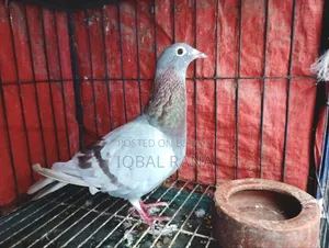 Mili Racer pigeons for sale