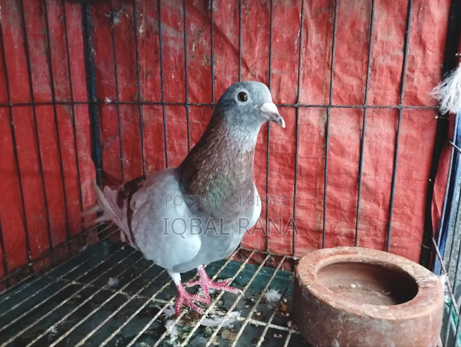Mili Racer pigeons for sale