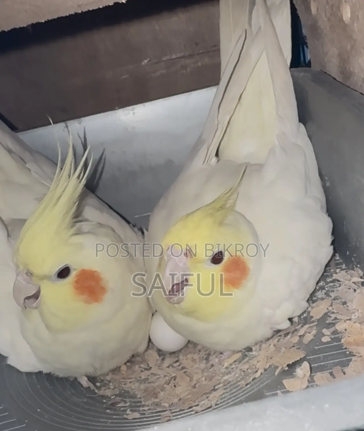 Cockatiel Running Pair