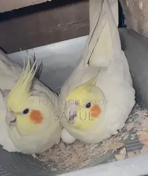Cockatiel Running Pair