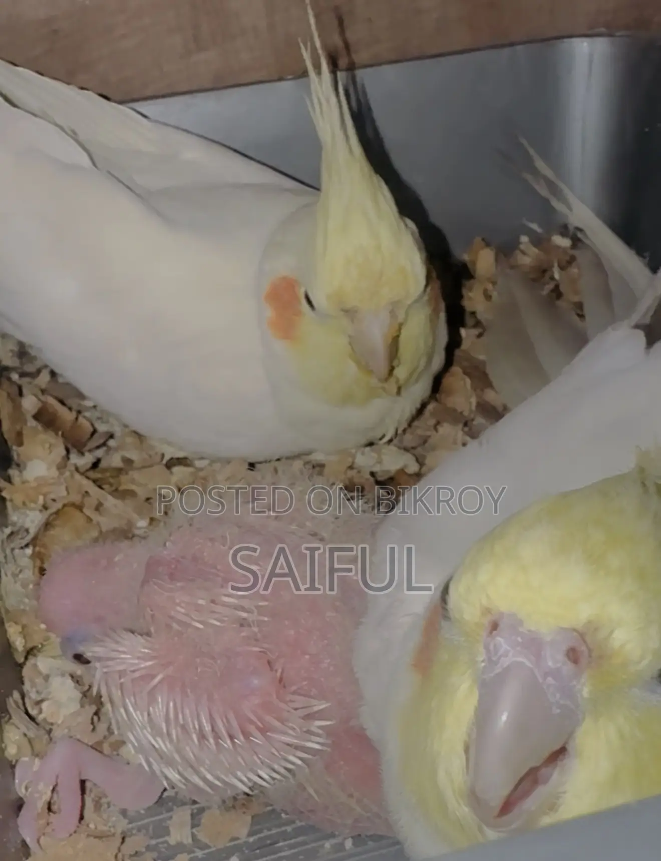 Cockatiel Running Pair