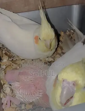 Cockatiel Running Pair