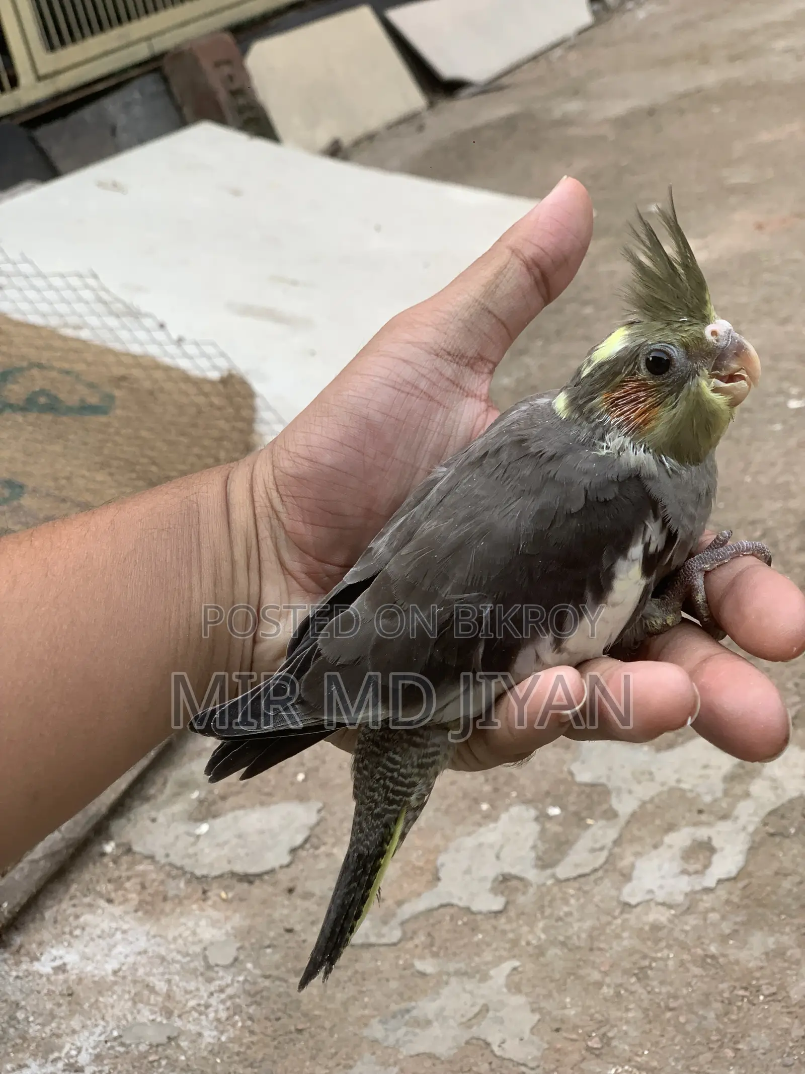 হ্যান্ড ফিড ককাটেল পাখির বাচ্চা