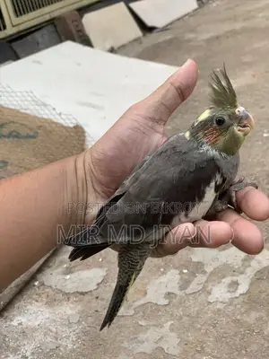 হ্যান্ড ফিড ককাটেল পাখির বাচ্চা
