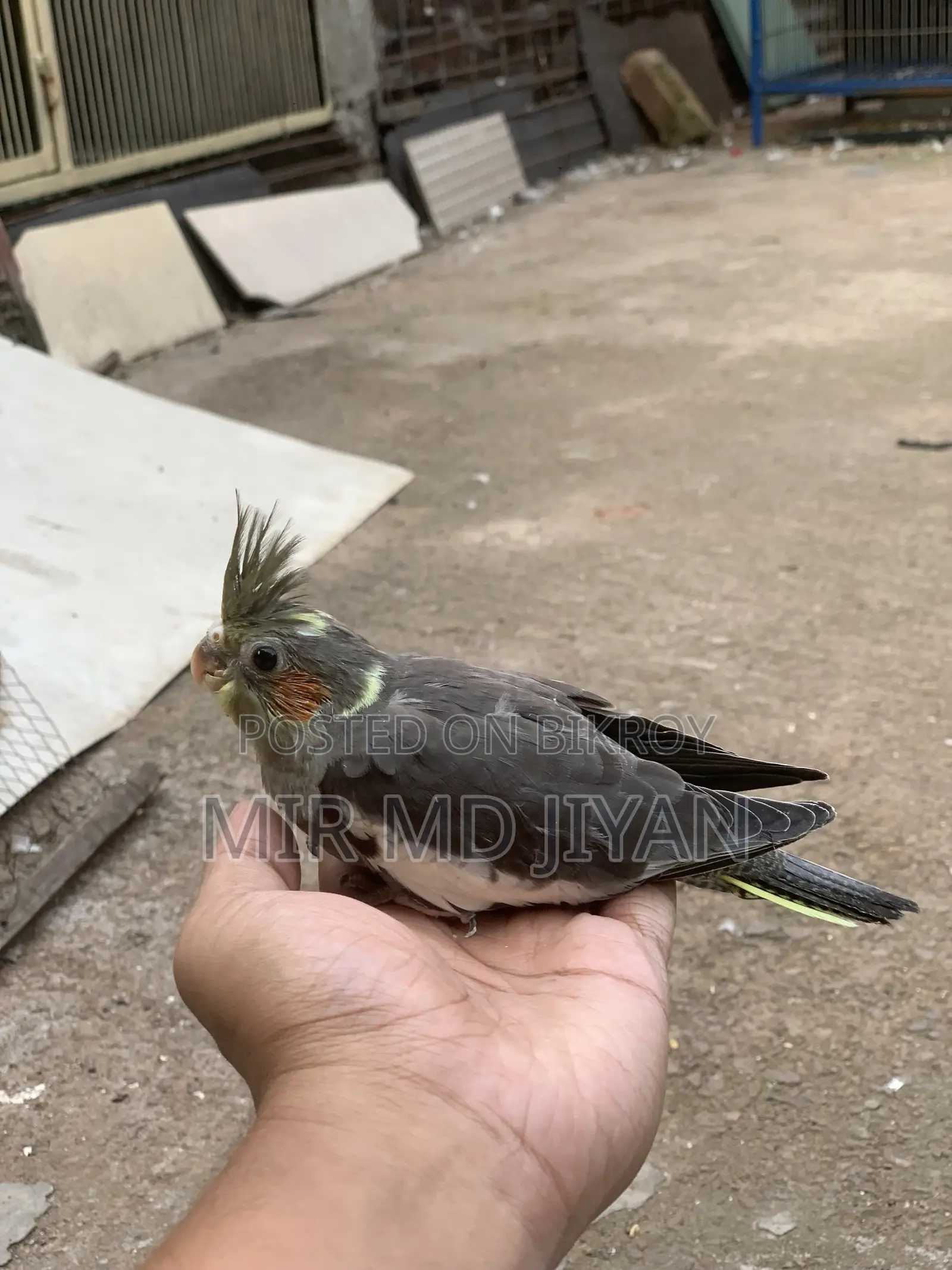 হ্যান্ড ফিড ককাটেল পাখির বাচ্চা