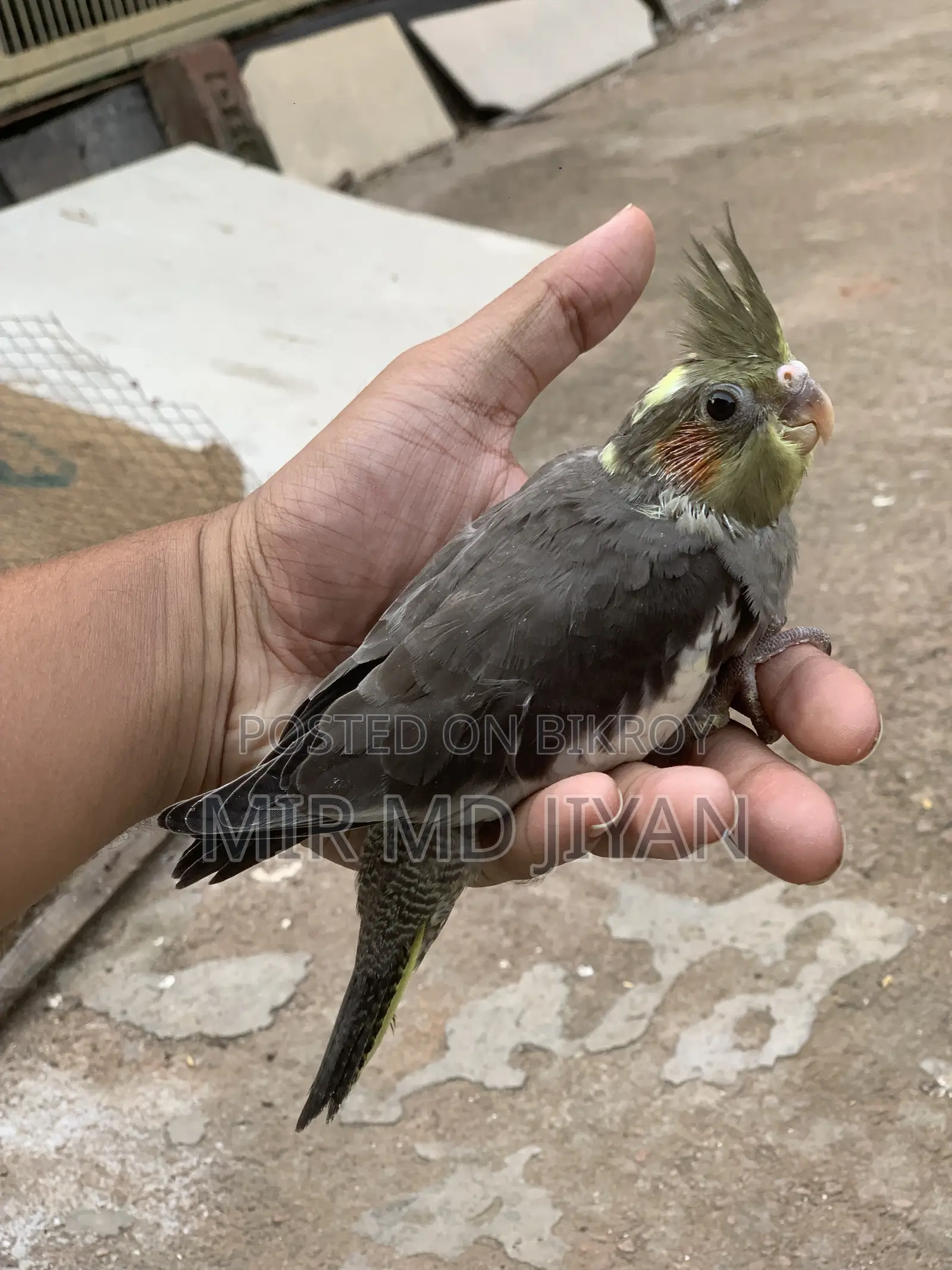 হ্যান্ড ফিড ককাটেল পাখির বাচ্চা