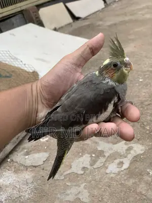 হ্যান্ড ফিড ককাটেল পাখির বাচ্চা