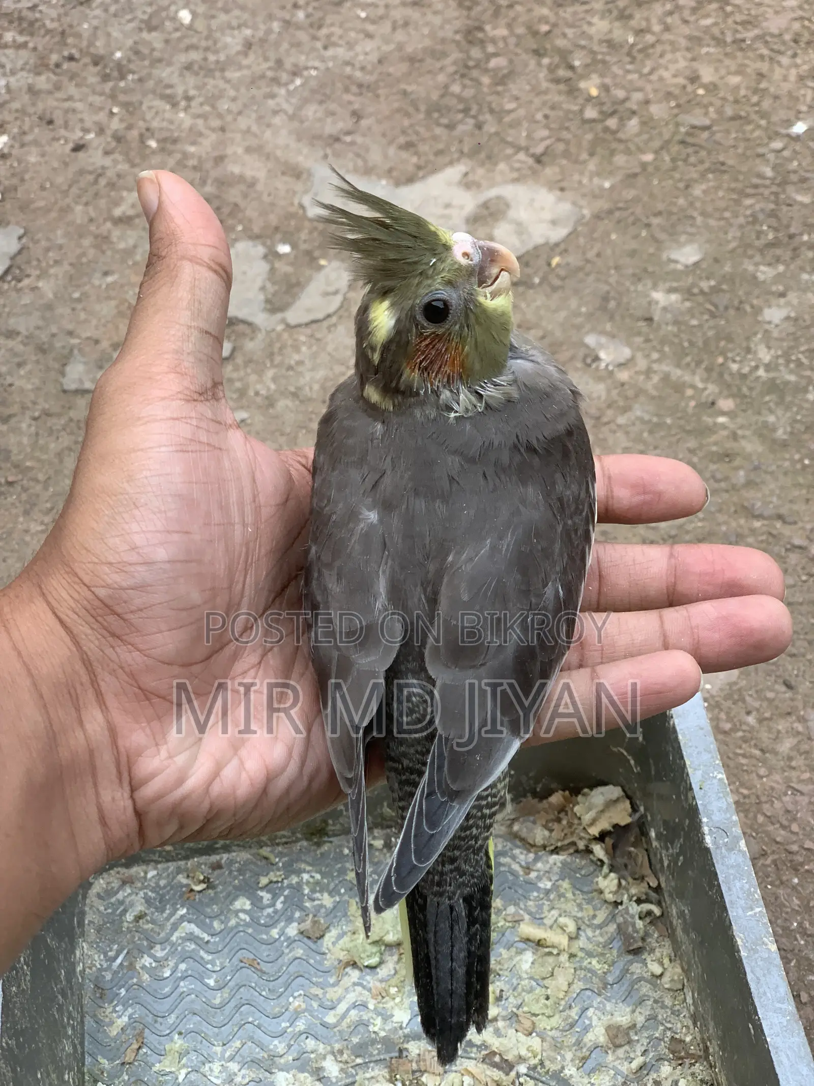 হ্যান্ড ফিড ককাটেল পাখির বাচ্চা