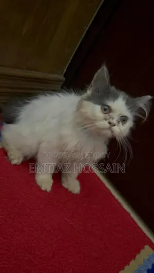1-3 months Male Purebred Persian