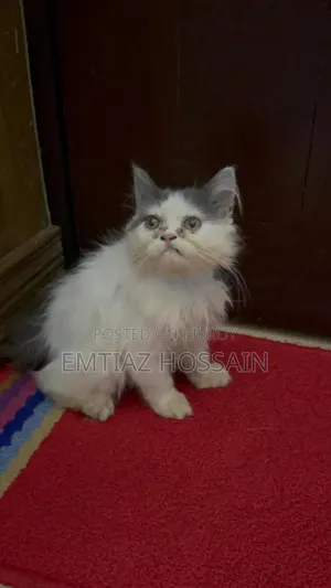 1-3 Months Male Purebred Persian