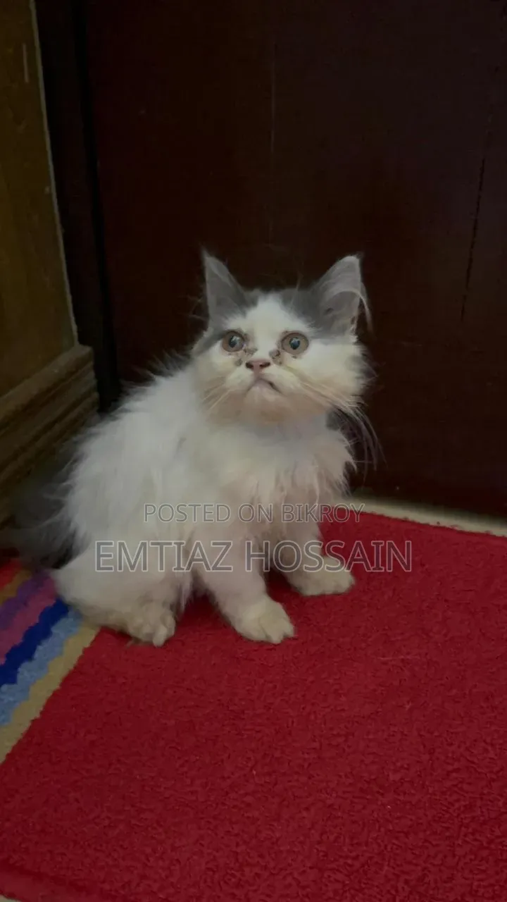 1-3 Months Male Purebred Persian