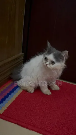 1-3 Months Male Purebred Persian