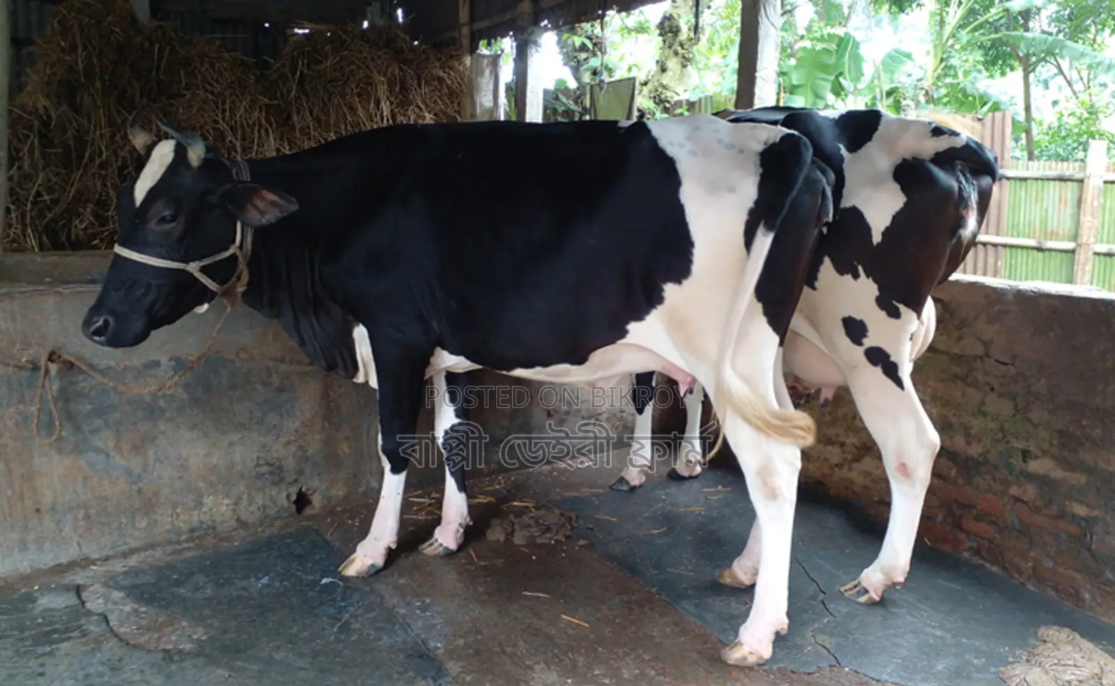 ১২৪৩নং ২টি গাভী গরু বিক্রয় হবে ।