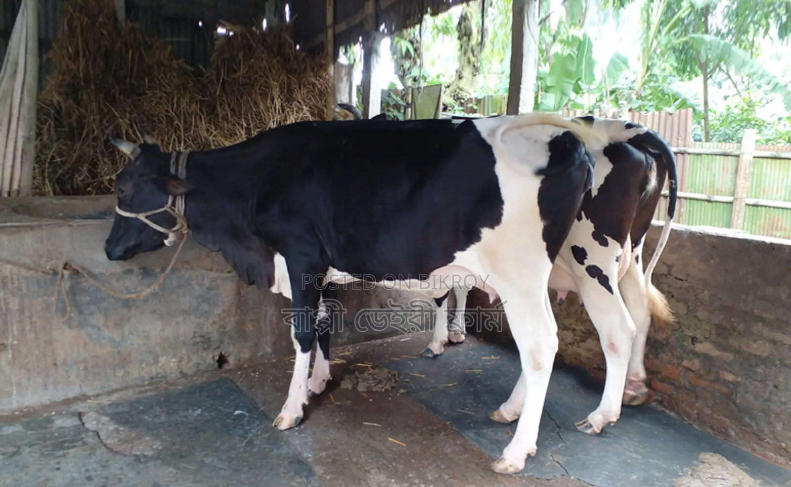 ১২৪৩নং ২টি গাভী গরু বিক্রয় হবে ।