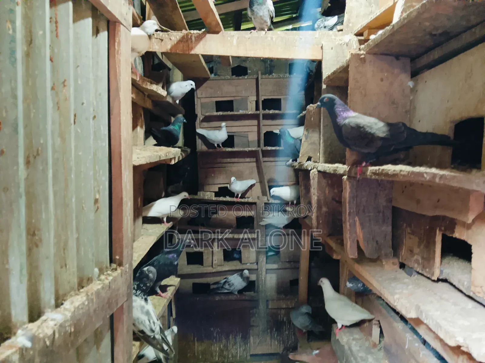 Over 100 Pigeons for Sale.