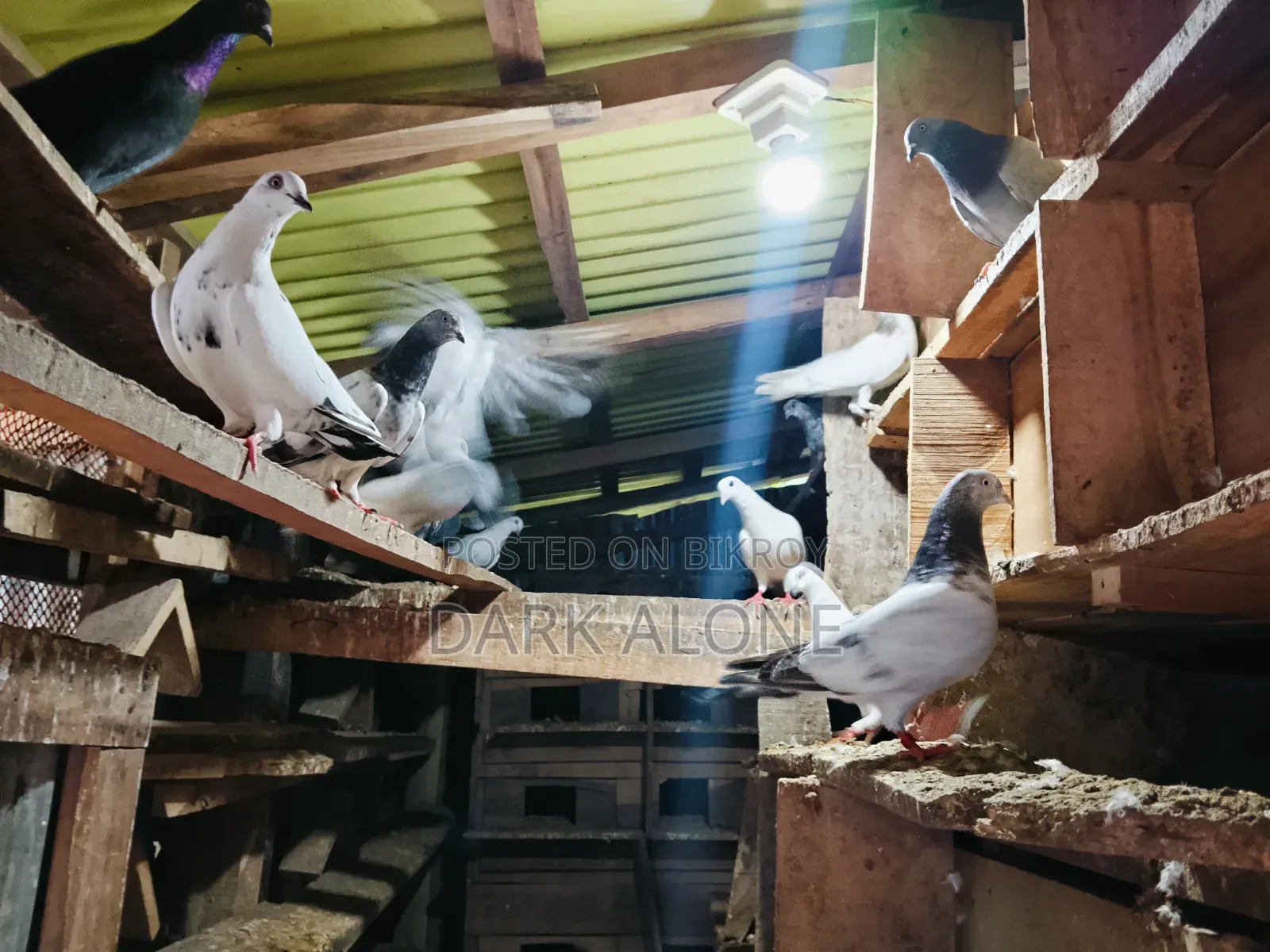 Over 100 Pigeons for Sale.