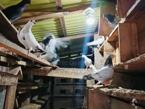 Over 100 Pigeons for Sale.