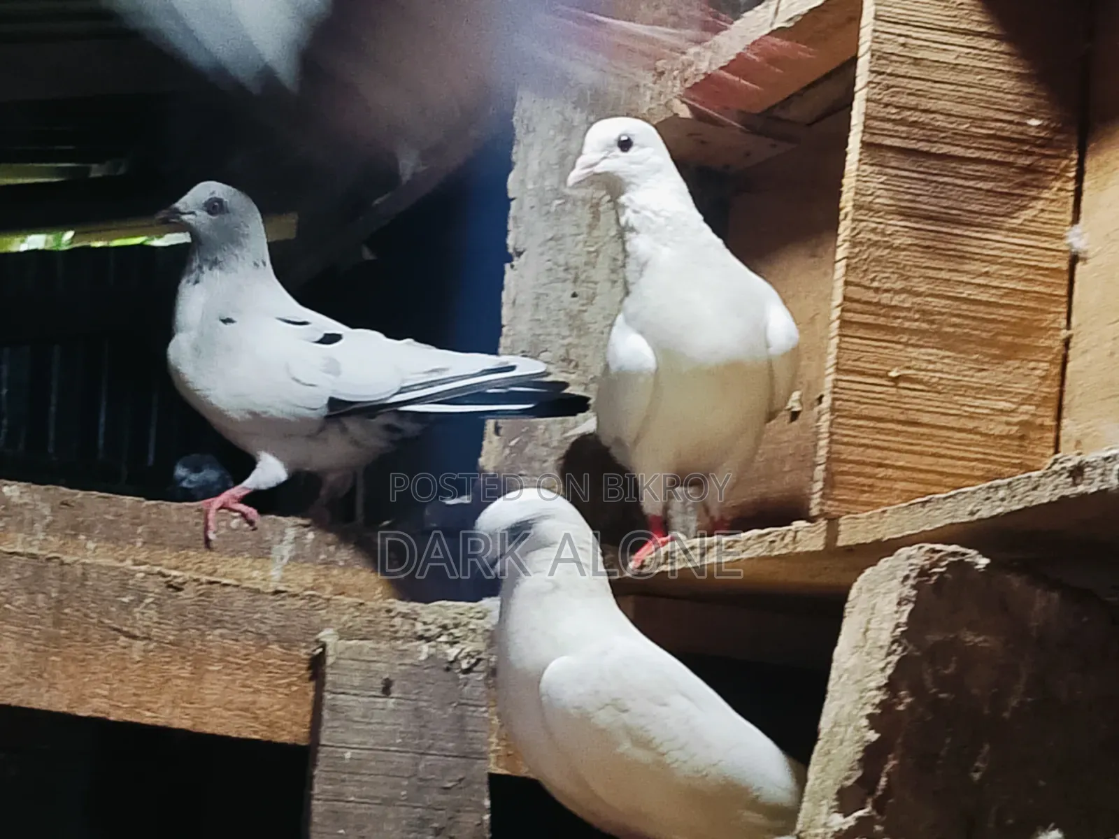 Over 100 Pigeons for Sale.