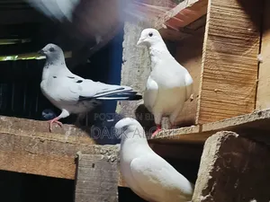 Over 100 Pigeons for Sale.