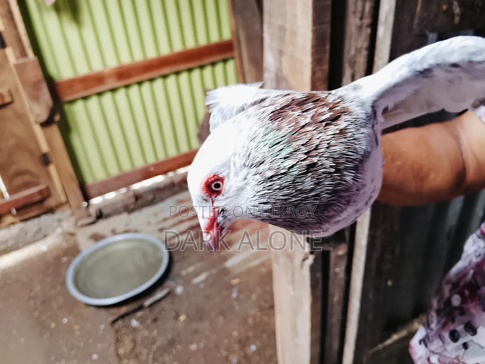 Over 100 Pigeons for Sale.