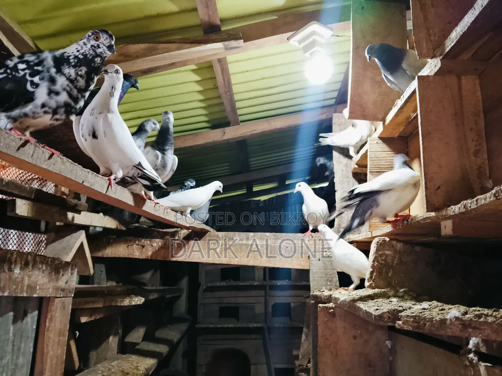 Over 100 Pigeons for Sale.