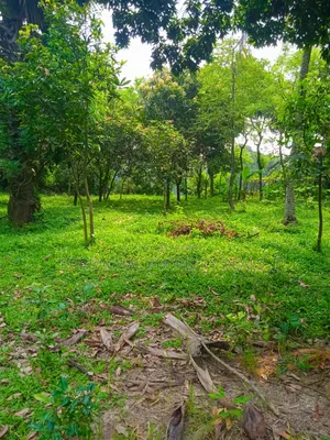 20 Katha Premium Land for Sale in Nagari Union, Kaliganj