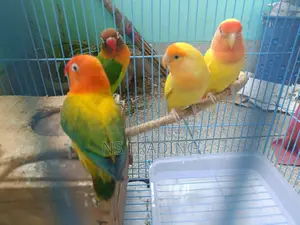 4 Pieces Love Bird