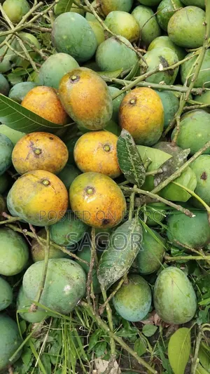 রাজশাহীর হিমসাগর আম