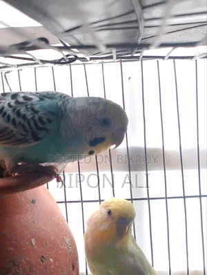 2 Budgie For Sell