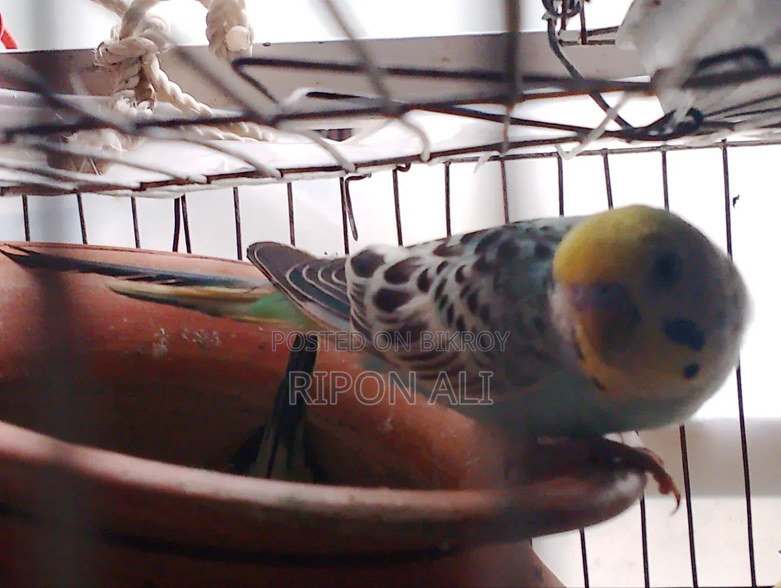 2 Budgie For Sell
