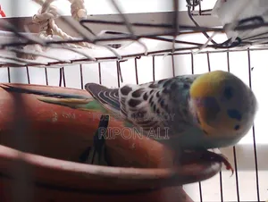 2 Budgie For Sell