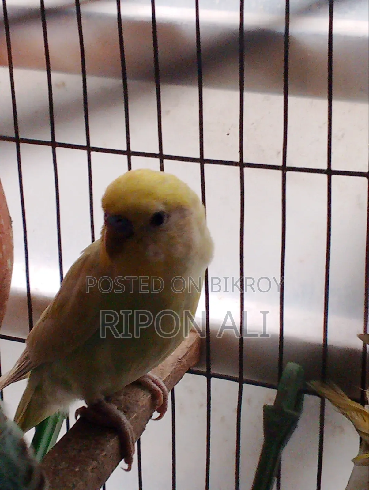 2 Budgie For Sell