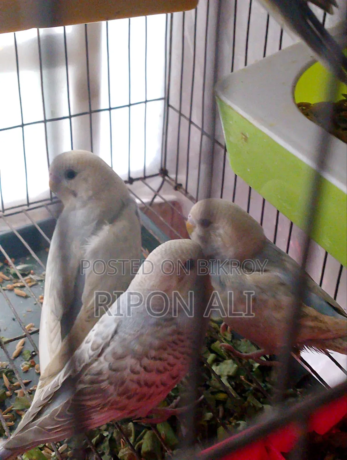 3 Piece Baby Budgie