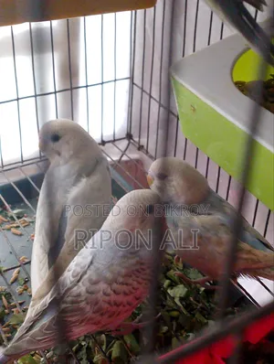 3 Piece Baby Budgie