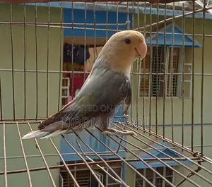 Blue Opline Love Bird Adult Femail