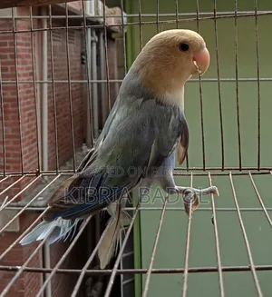 Blue Opline Love Bird Adult Femail