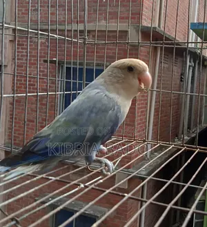 Blue Opline Love Bird Adult Femail