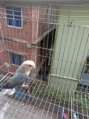 Blue Opline Love Bird Adult Femail