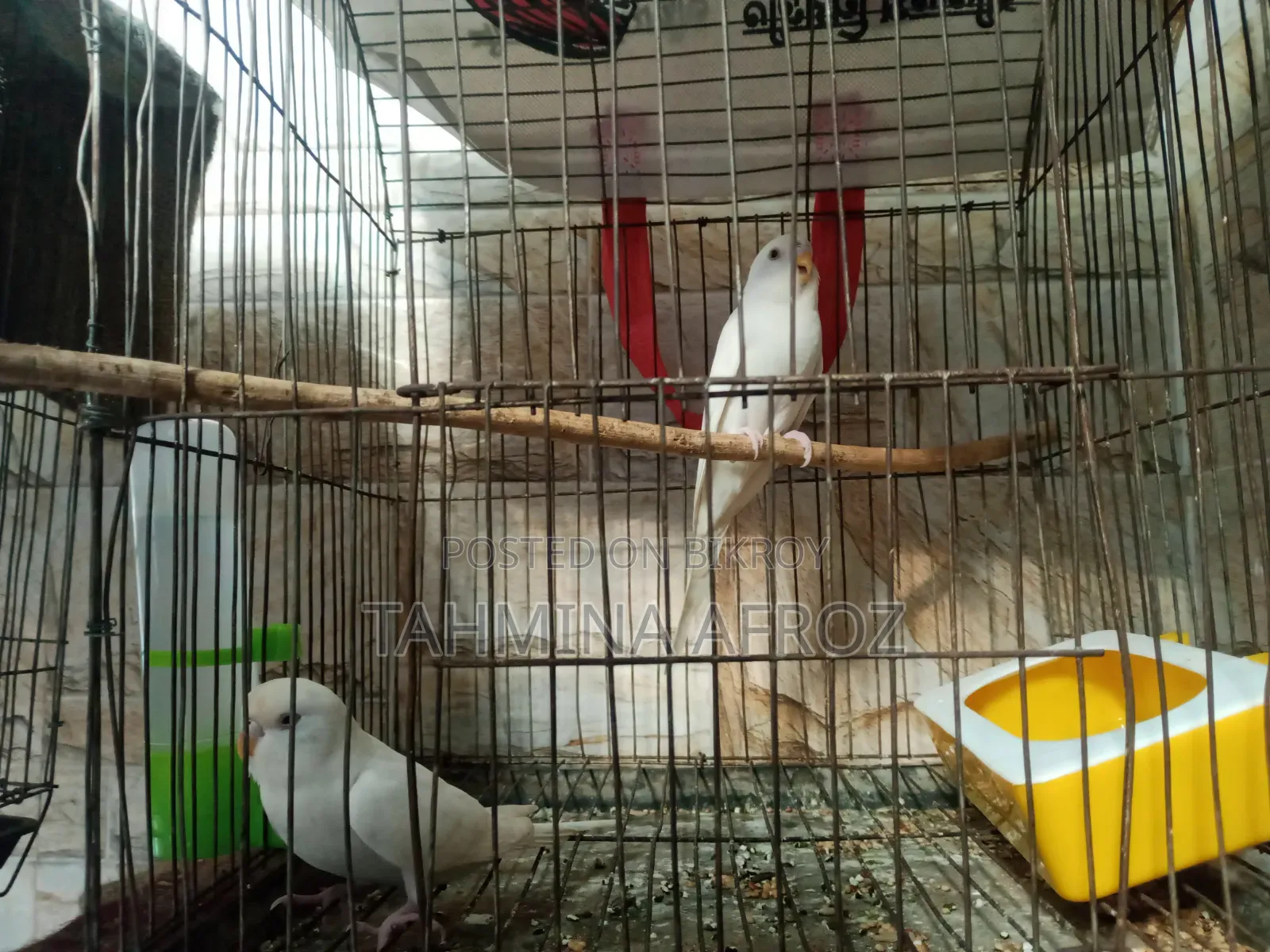 Budgerigar Bird