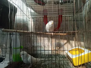 Budgerigar Bird