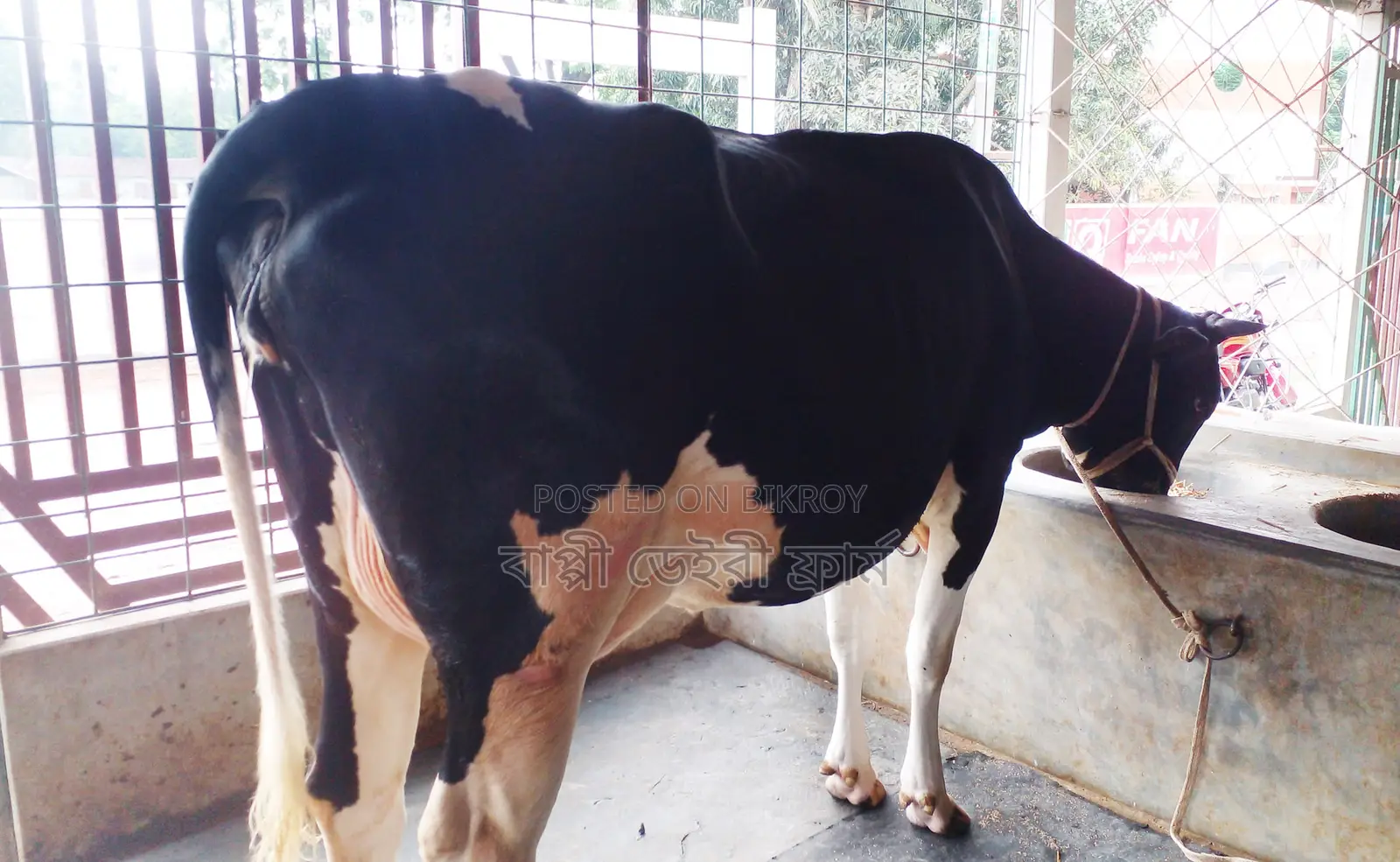 ১২৫৫নং নিঃসন্ধেহে গাভী কিনুন পোষার জন্য।